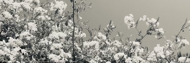 lauracanoooo's profile banner image