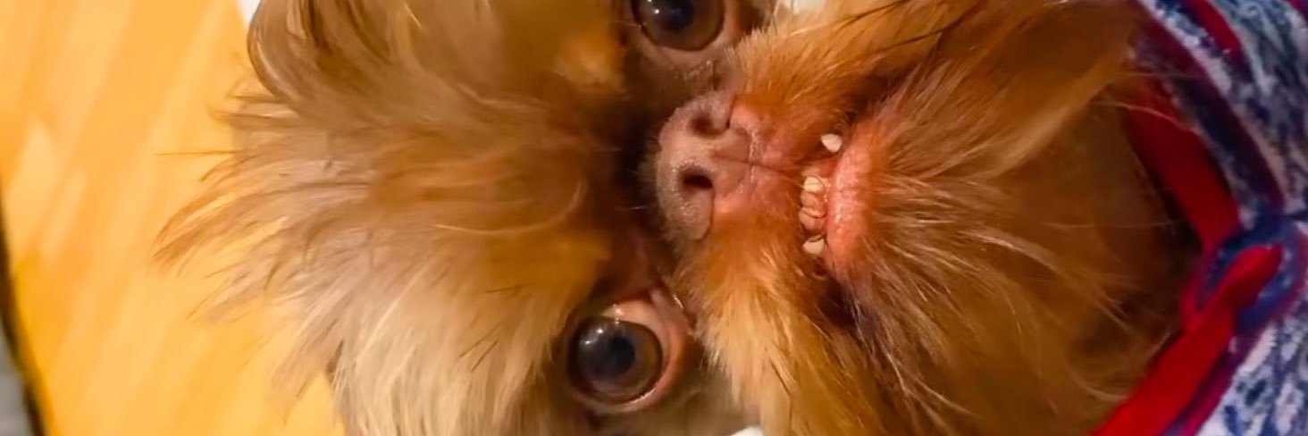 melo Ball🇺🇸🌵 banner