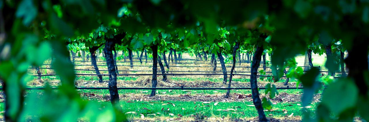 RockcliffeWines's profile banner image