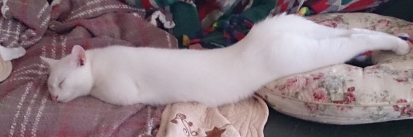 三代目 松林伯知🌗講談師 banner