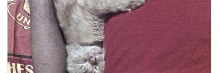 abaidowis's profile banner image