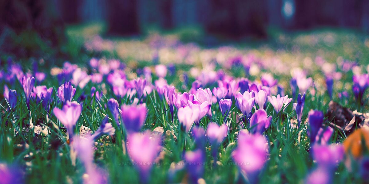 grace_ausley's profile banner image
