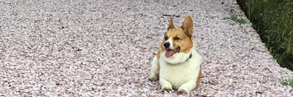 kojiro3515's profile banner image