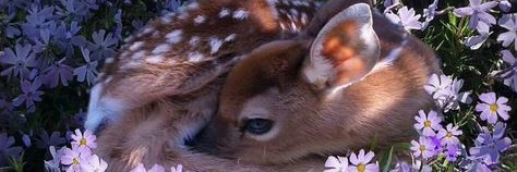Fawn banner