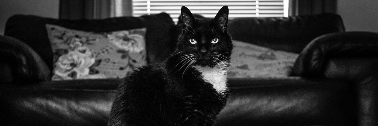 lisa kennelly banner