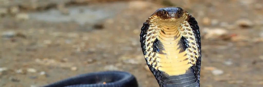 Corroserum - Blast Caster (Takeover) banner