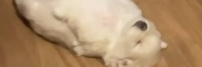 B banner