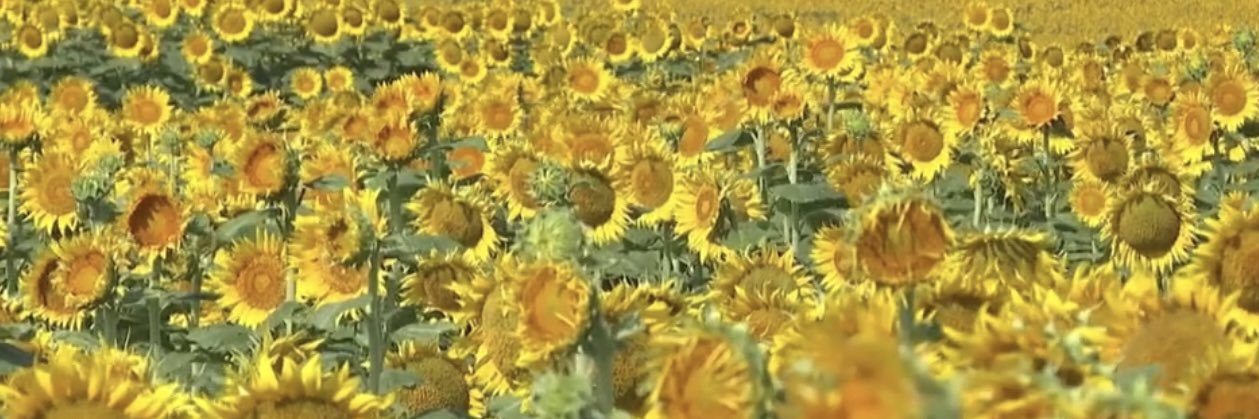 createngland 🏴󠁧󠁢󠁥󠁮󠁧󠁿 banner