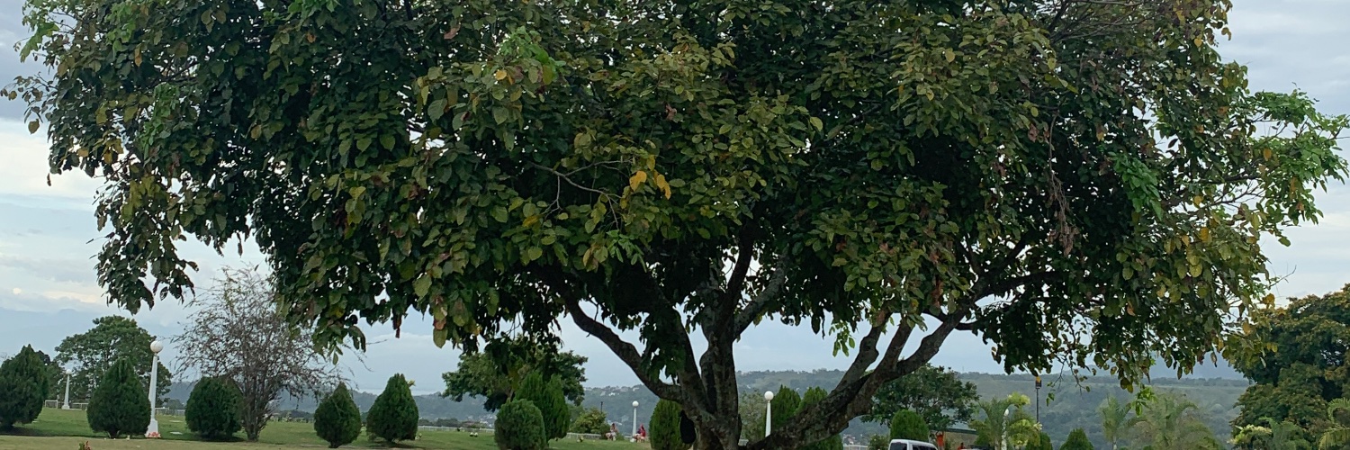 Aiki banner