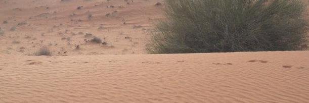 Elif Kemancı banner