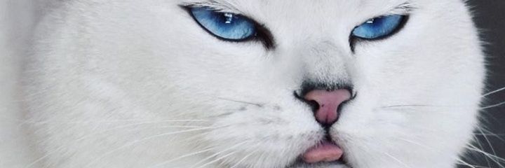 Putradhitia's profile banner image
