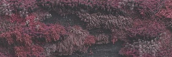 Brad Santana-Pasch banner