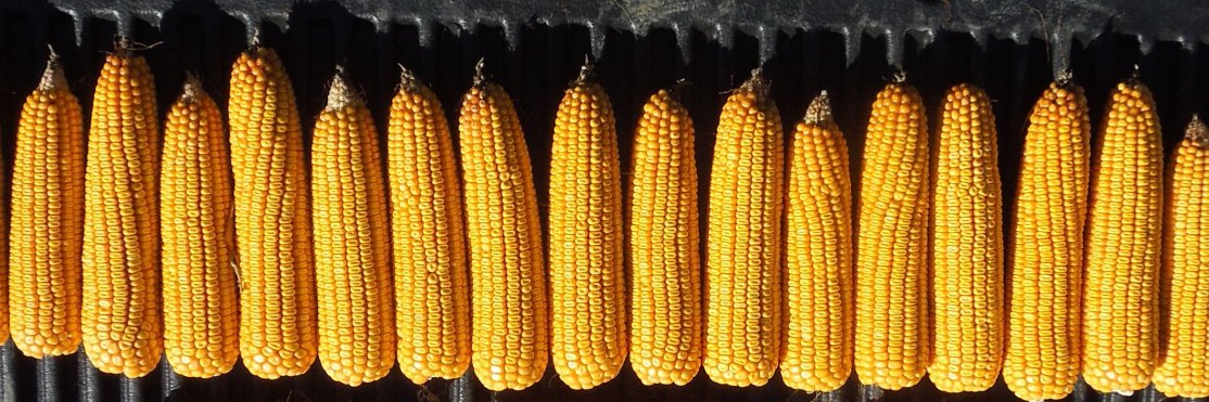 Ag Spectrum Company banner