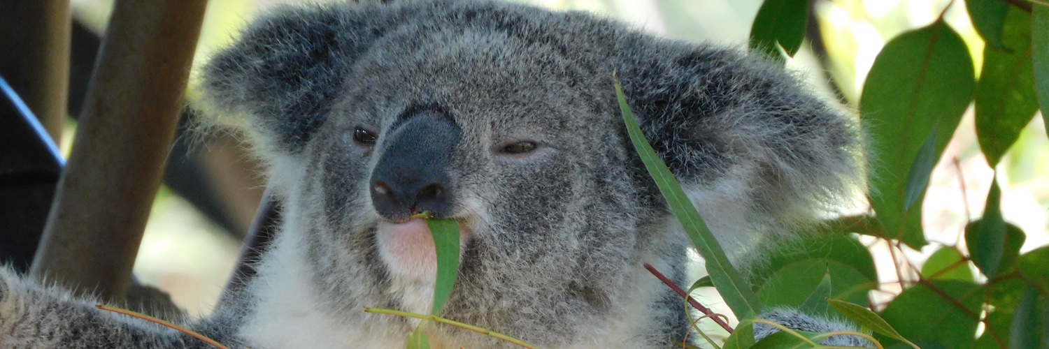 Cozy Koala banner