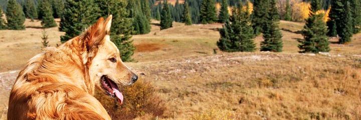 LaurenFallert's profile banner image