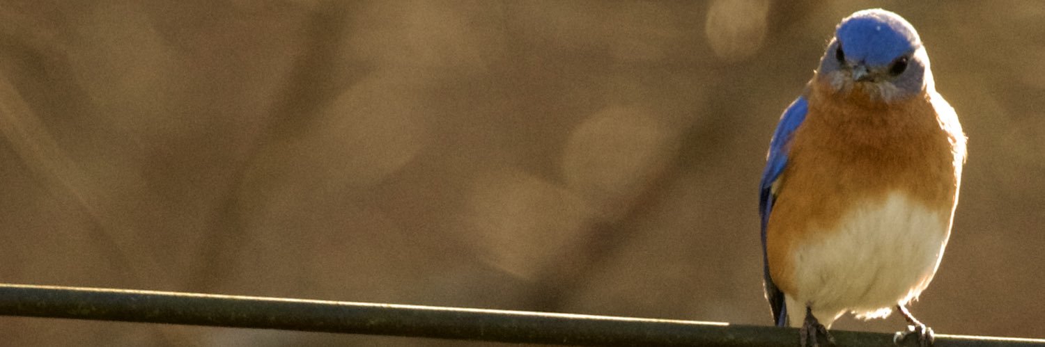 Drew banner