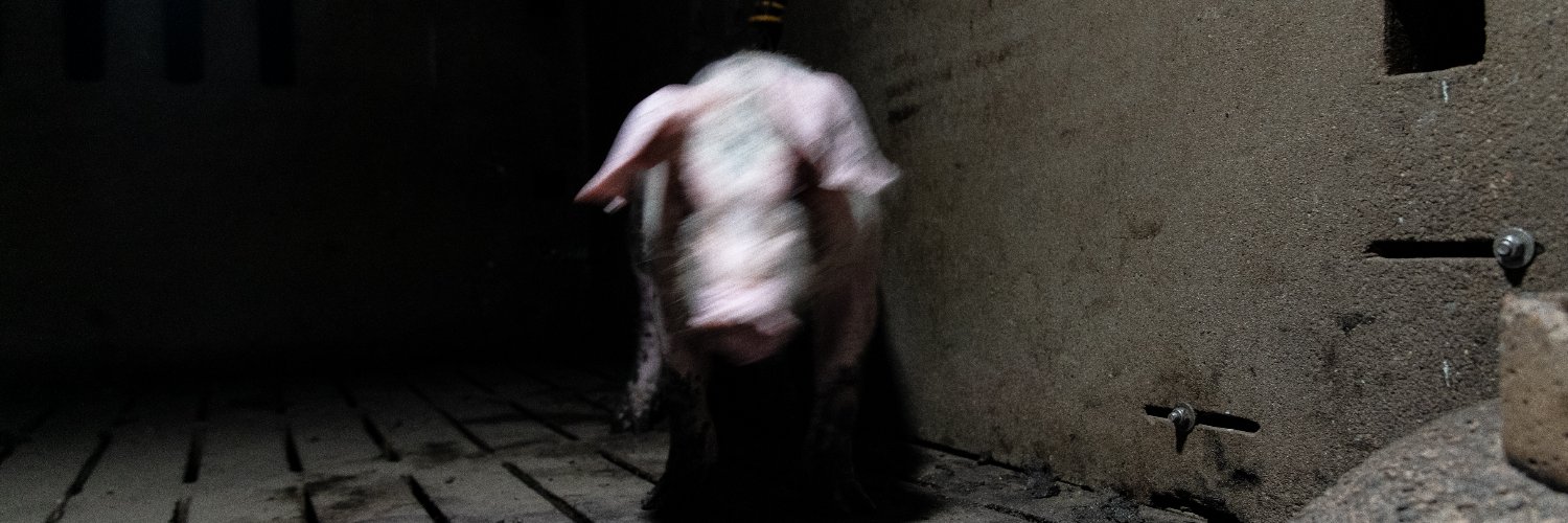 Bel González banner