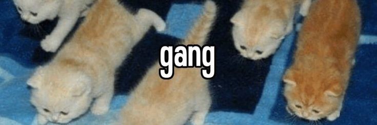 passtheduczi's profile banner image