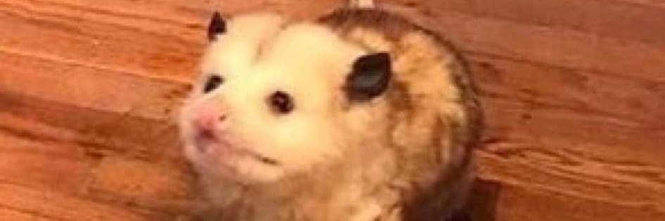 Brienne Kelly banner