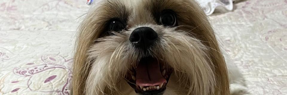 chicadobodeee's profile banner image