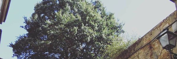 RiccioForesta Profile Banner