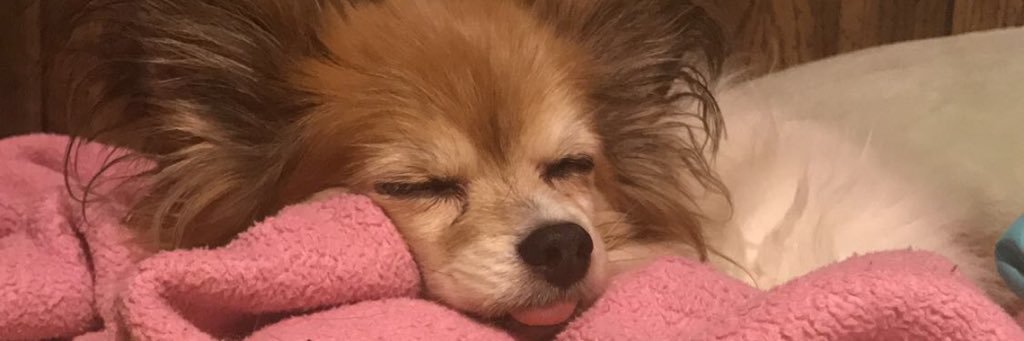awkiee's profile banner image