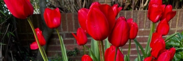 Tracey_Ashburn's profile banner image