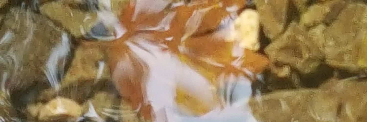 drmz banner