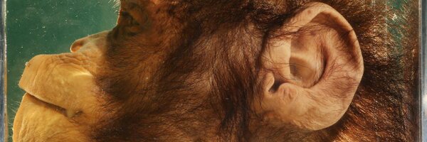 davedotca Profile Banner