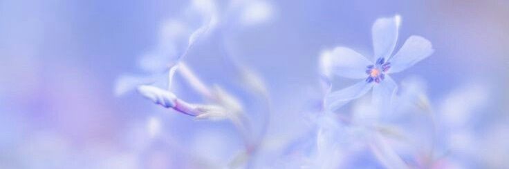milaenvioleta's profile banner image