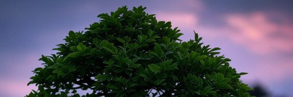 EcoStakeSol's profile banner image