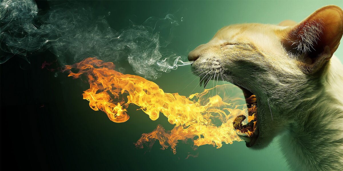 sindelishus's profile banner image