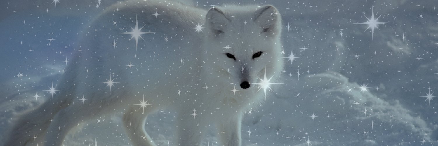 WhiteFoxMedia's profile banner image