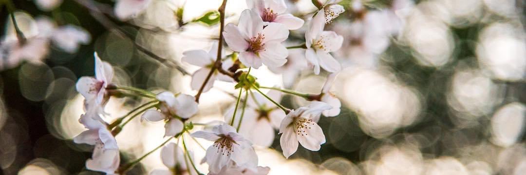 PiMiang_Tabi's profile banner image