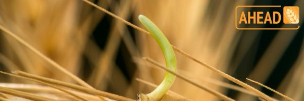 AHEAD_wheat Profile Banner