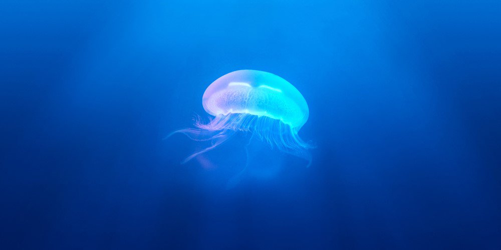 Sea_Style's profile banner image