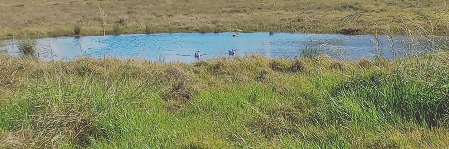 Ingrid Thomson banner