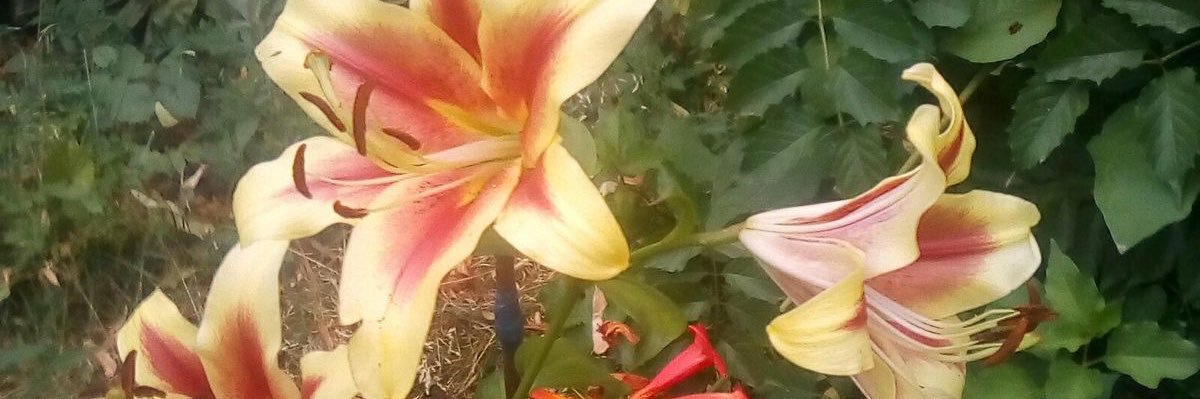 nctIand's profile banner image