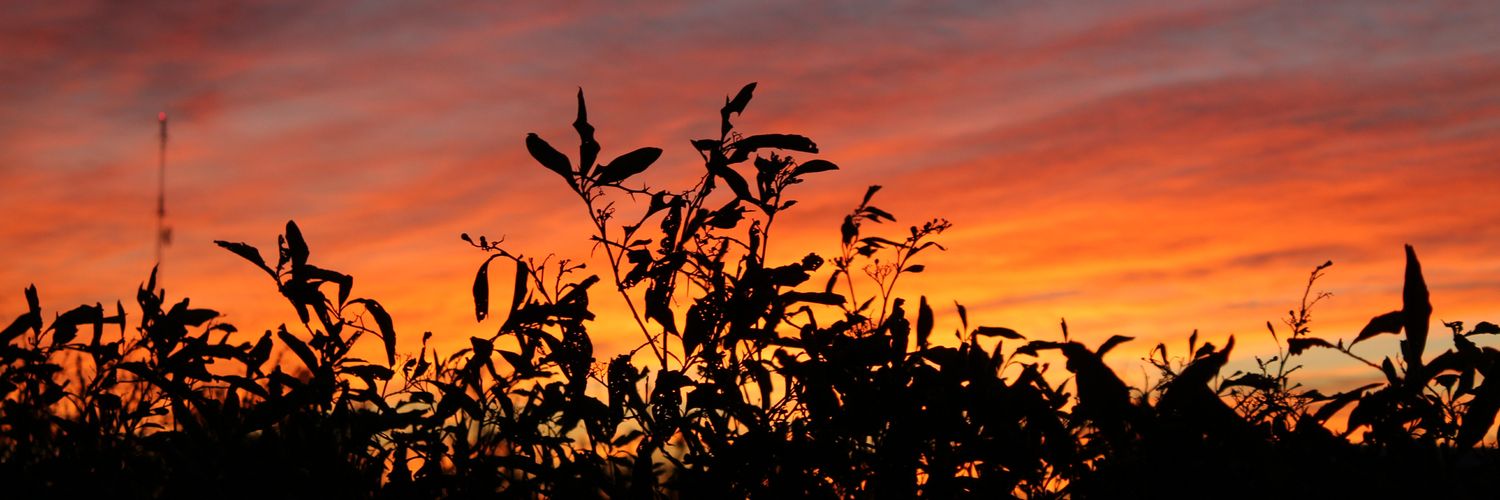 CamiBerthold's profile banner image