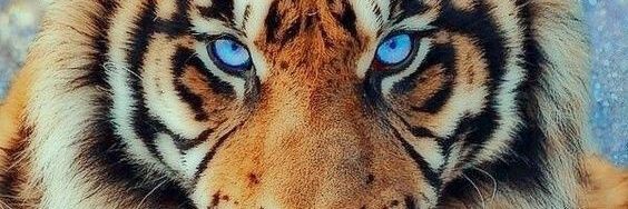 EuropeSergio's profile banner image