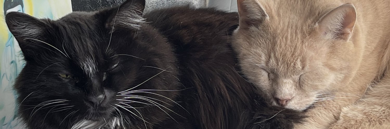 Memory the beautiful tuxedo cat banner