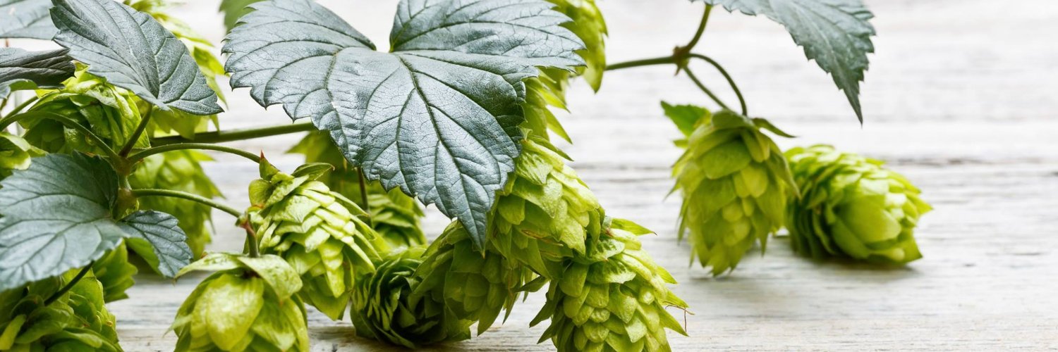 CERVEZARTESANA's profile banner image