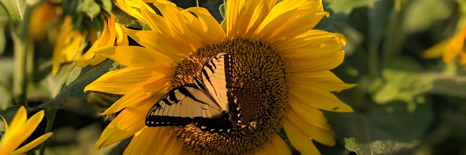 jacarolschaffer's profile banner image