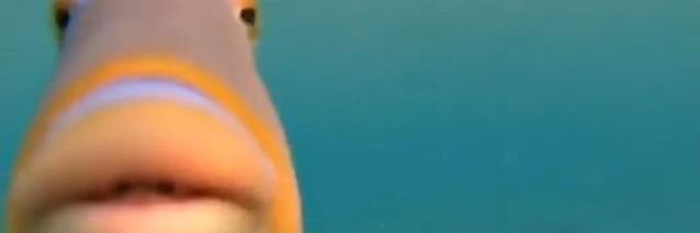 Lucia banner