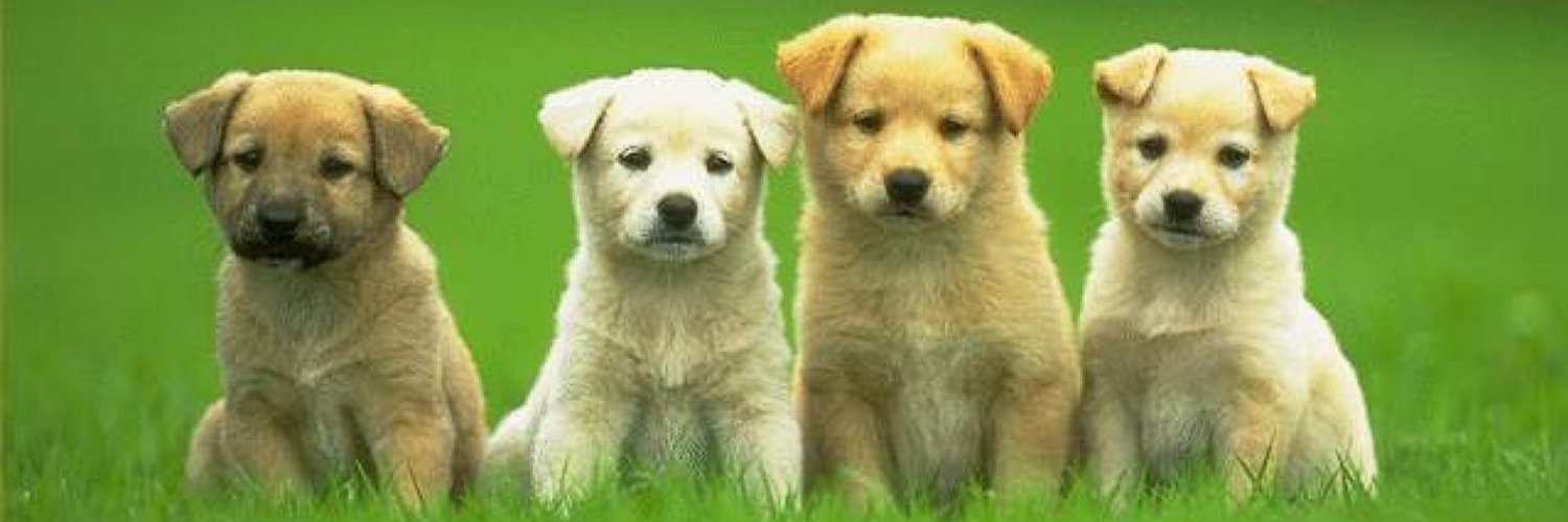 Хаски детеныши хаски. Щенки who s your. Щенки who s your. Угарное видео собака икает. Charles melton с собакой.