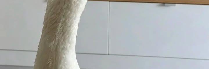 。 banner