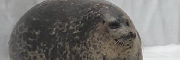 sketchy_toast Profile Banner