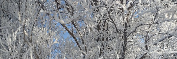 Libraryoftessa Profile Banner