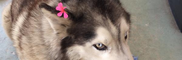 RoguePanda160 Profile Banner