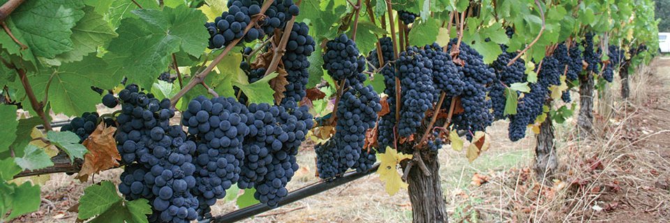 Dionysian Public Library banner